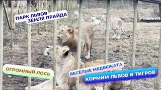 Спасённый медвежонок с Камчатки! Он здесь? Парк Львов "Земля Прайда" А вы здесь были? Поехали с нами