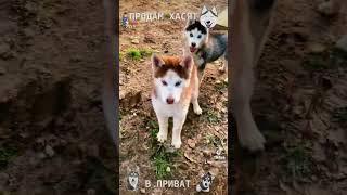 Хаскин дом husky