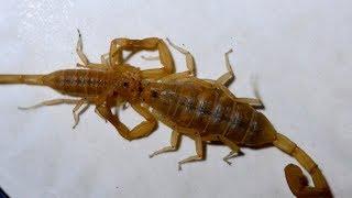 Incredible Scorpion Mating Ritual Leads To Birth