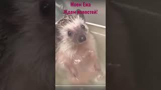 My Hedgehog is waiting for news.  Моем Ежа ждем новостей.