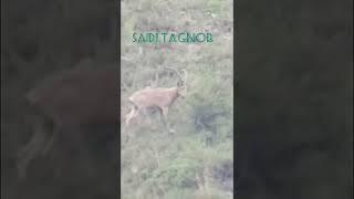 Ibex goats in Tajikistan mountains. LLC” Saidi Tagnob”.    #shorts #nature #animals #fun #hunting
