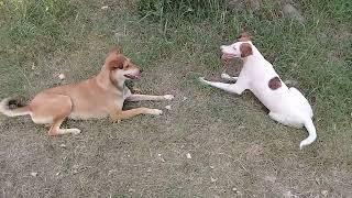Mother dog playing with her daughter pups/Hot day in mountains/Summers #anime #uk #viral #dog #vlog