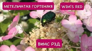 МЕТЕЛЬЧАТАЯ ГОРТЕНЗИЯ ВИМС РЭД  «WIM’S RED». ОБЗОР