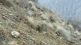 неудачная охота Кабк Омад лек Назад Кабк Keklik که و Partridge Chukar