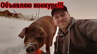 КОНКУРС!!!! Вес чистопородного дюрка в 6,5 месяцев? Вес поросят в 40 д.ландрас/дюрок  75 д пьетрен