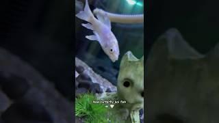 New butterfly koi fish  #rap #tamil #song #music #tamilsong #goldfishtank #aquarium #fish #guppyfi