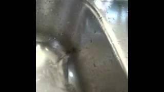 Revenge of the invasion of house spiders