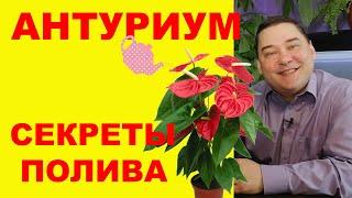 Секреты полива антуриума. [ВСЕ ПО УМУ]