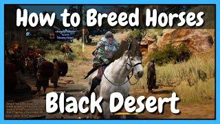 How to Breed Horses (for Beginners!) | Black Desert Online