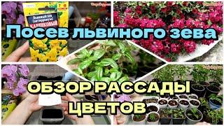 ПОСЕВ ЛЬВИНОГО ЗЕВА// ПРИЩИПКА- ЧЕРЕНКОВАНИЕ ДЕРБЕННИКА// ОБЗОР РАССАДЫ ЦВЕТОВ