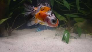 Unboxing Live Fish In the Mail From Coast Gem USA