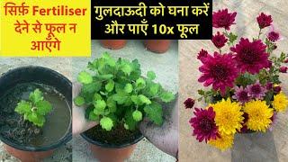 गुलदाउदी को Flower Show ज़ैसे घना हरा भरा कैसे करें || Chrysanthemum Plant Homemade Fertiliser Care