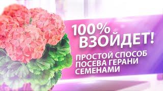 100 % ВЗОЙДЕТ! СДЕЛАЙТЕ ТАК И ПОЛУЧИТЕ ПЫШНОЕ ЦВЕТЕНИЕ ГЕРАНИ ПЕЛАРГОНИИ