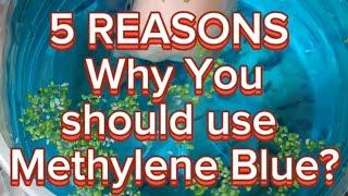 Why do Fish Keepers use Methylene Blue?