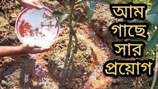 আম গাছে সার প্রয়োগের নিয়ম | আম গাছে সার প্রয়োগ পদ্ধতি | Fertilizer Application Method On Mango Trees