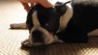 Rupert the Boston Terrier at 7 months