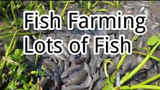 Fish Farming in Bangladesh  Lots of Magor Fish #Fishfarming #fish #farming