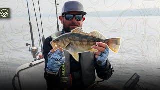 Yellowtail Dreams, Calico Reality – Kayak Fishing La Jolla