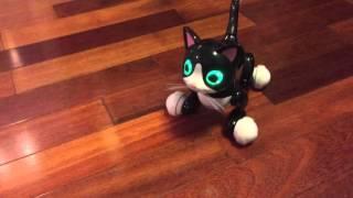 Zoomer Kitty Review