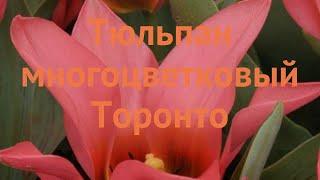 Тюльпан многоцветный Торонто (tulipa tyulpan)  Торонто обзор: как сажать, луковицы тюльпаны Торонто