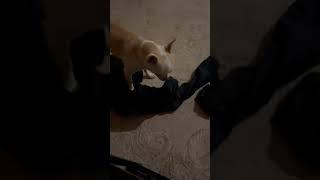 Roko Smart chihuahua search money for food