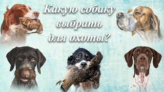 Какую собаку выбрать для охоты?