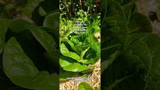 June Reminder: Harvest your greens before they bolt.