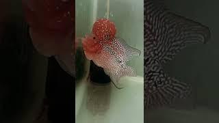 ️ #flowerhorn #srdflowerhorn #luckyfish #vastuforhome #wildfish #fish