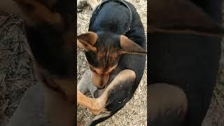 Cute little puppy #cute #puppy #shorts #bigvideos
