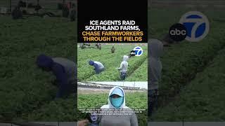 ICE agents raid Ventura County farms, chase workers through fields