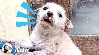 Cachorro callejero sarnoso se transforma por completo | El Dodo