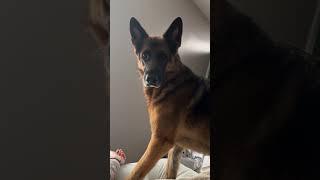 Conversation with Remy #dog #cutedog #germanshepherd #gsd