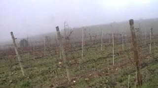A Coroa-Sobreira vineyard