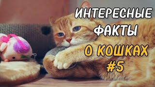 Почему кошка мнет лапами одеяло? Интересные факты.