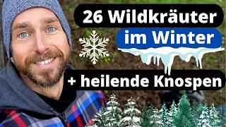 26 essbare Wildkräuter + heilende Knospen im Winter - Inhaltsstoffe, Wirkung