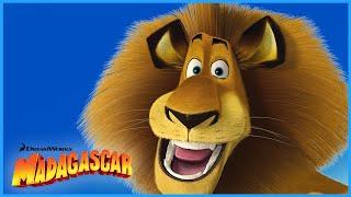 Alex: King of the Jungle  | Best of Alex | DreamWorks Madagascar