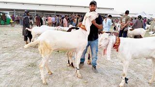 Live Deal 20 Bakro Ki Shahpur Kanjra Lahore Mandi Mazhar Biba Official
