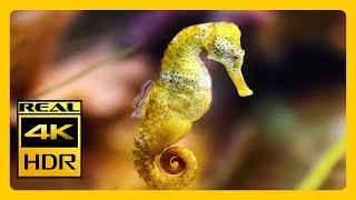 STUNNING Seahorse Aquarium In 4K HDR Meditation & Relaxation with Soothing Music