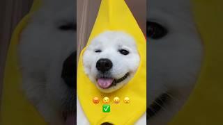 Emoji Challenge  #emojichallenge #samoyed #dogshorts #pets #tiktok #cutedog #puppy #shiro