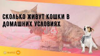 Сколько живут кошки в домашних условиях