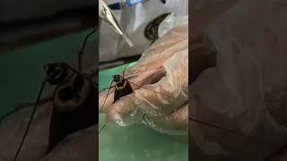 College student doing practical of an insect’s | Biology Practical |Voice Ahnaf | HSC 2022 | GCC