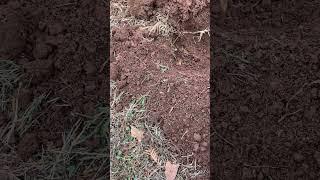 Real Detecting Relic!! #metaldetecting #relic #treasure