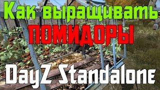 [Гайд] Как выращивать урожай в DayZ Standalone.