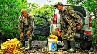 MUSHROOMS ARE FUNNY AND STRANGE. Exotic Mushrooms Ilmaki. OYOSHENKI LEMON. Mushrooms on a tree.