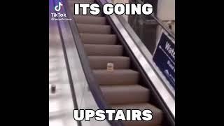 Mayonnaise on an escalator