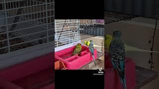 мой тгк:parrotsandlife#попугаи #какарики #машкаричи #волнистыйпопугай #крысогуля #кореллы