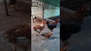 kaber couple with super bantam security//kuya mar tv #goodvibes #entertainment ent #fypシ゚viral