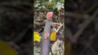 Jamur #jamurhutan #jenisbaru