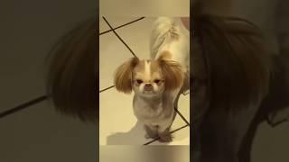 Hilarious Pet Moments You Need to See! Part 25  #FunnyAnimals #PetVideos #HilariousPets #Pets