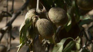 California Almonds - America's Heartland